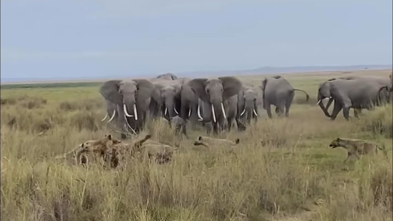 hyenas group feasting a buffalo attack by elephant herd video