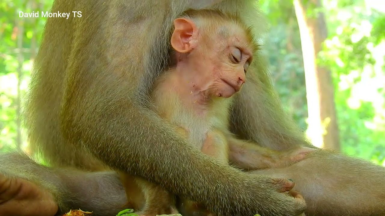 Every day monkey video #04