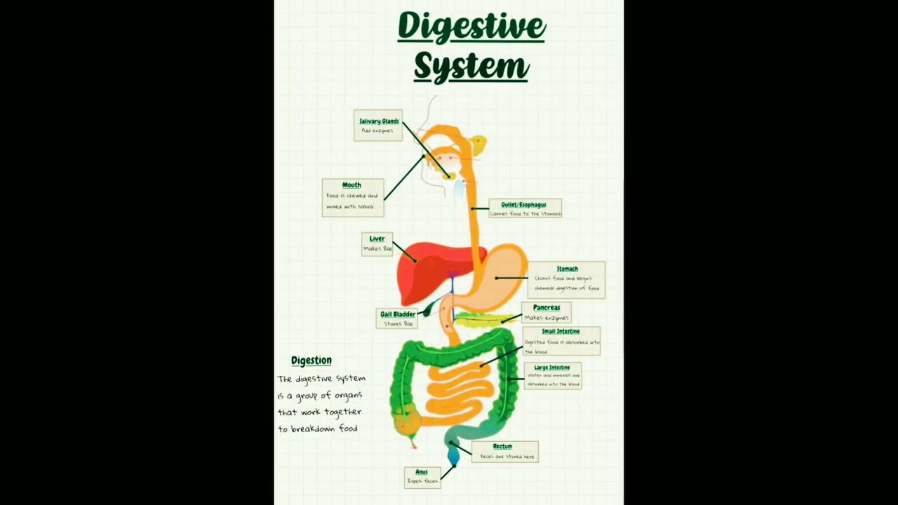 Digestive System Reset & Renewal [Morphic Field]