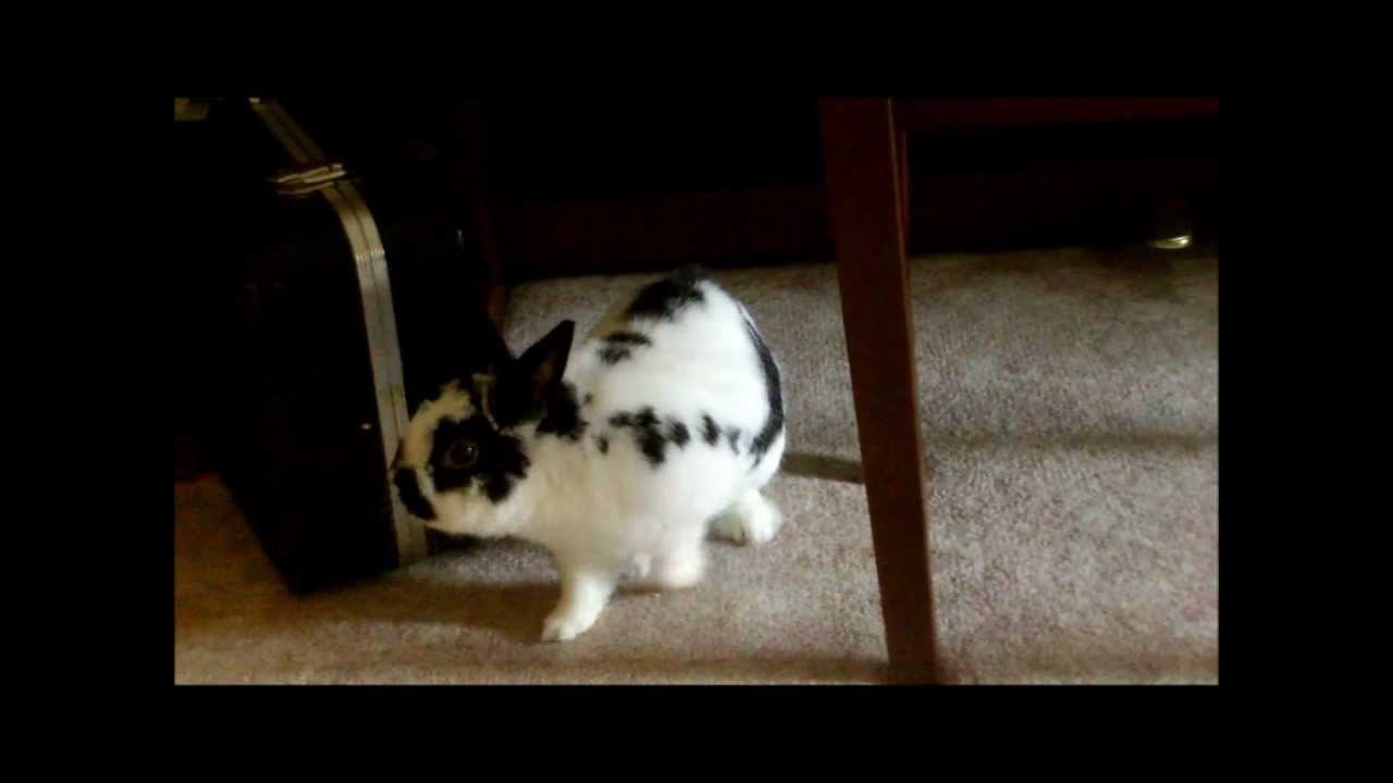 rabbit music video: the life of thundercloud