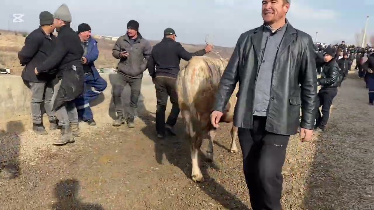 Shohidon mol bozori 💥💥🔥baraka bolgan hayvonlar narxlari 😱😱12-fevral, 2026