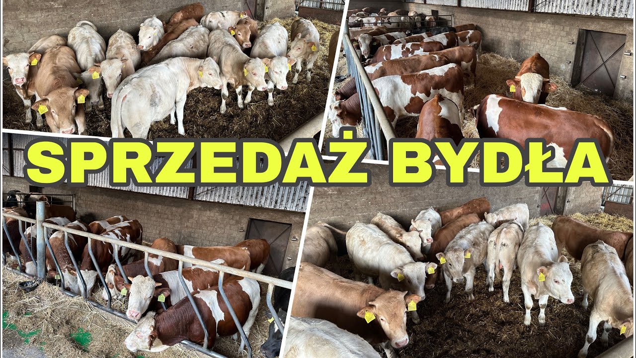 VLOG #169| Bydło Mięsne - Kolejne Byki Sprzedane! Nowe Odsadki Już Przyjechały! Remont Obory!