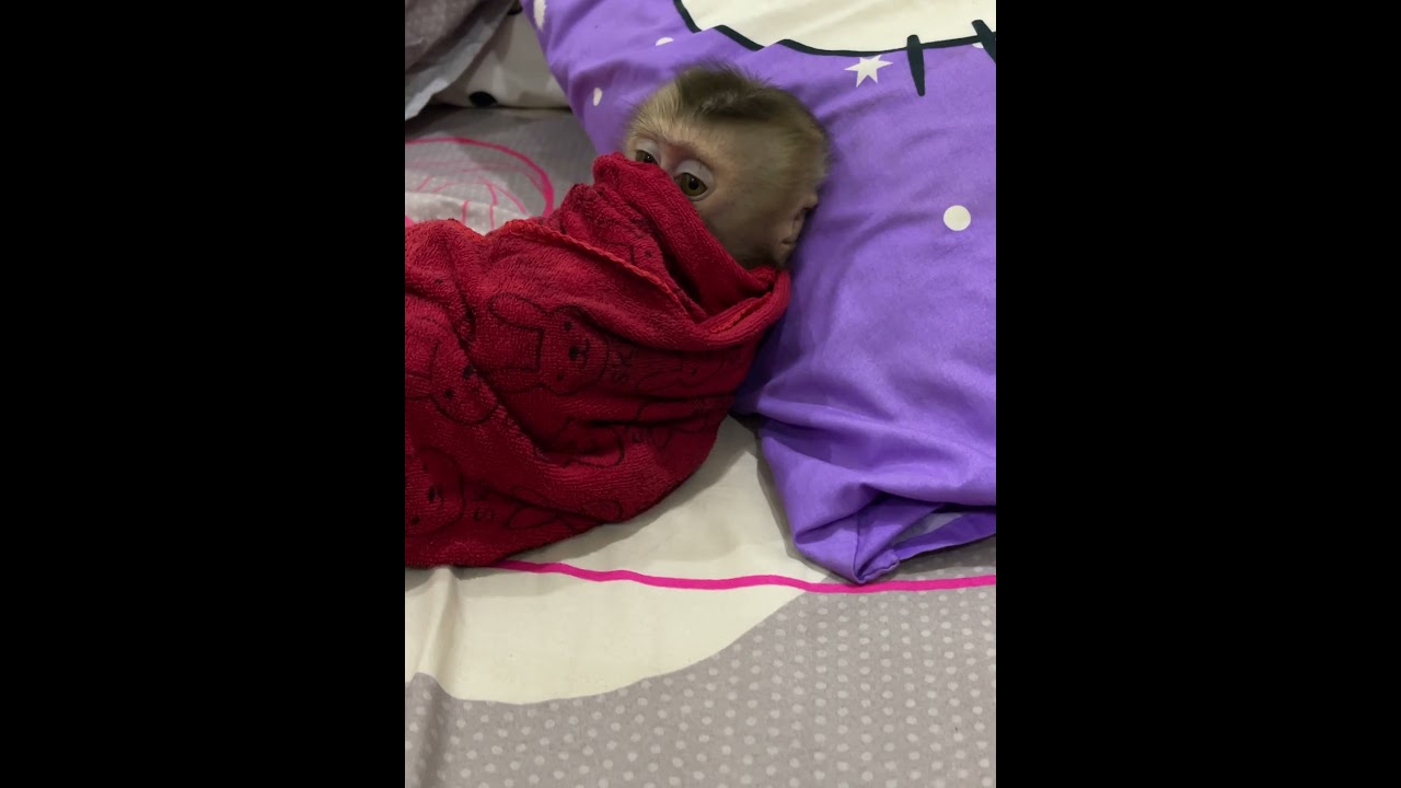 #monkey #naturalmonkey #babymonkey #sweetmonkey #baby #welovemonkey