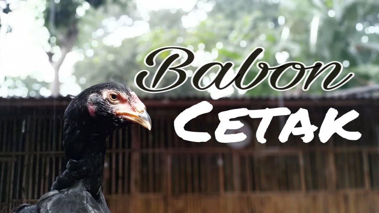 CARA MEMILIH INDUKAN AYAM BANGKOK | BABON AYAM BANGKOK