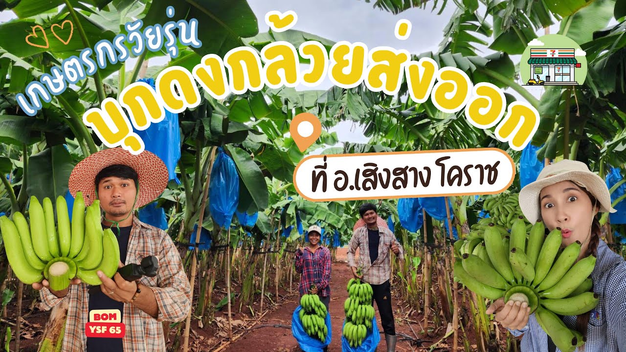 แหล่งส่งออกกล้วยหอมทองหวีใหญ่ๆอยู่ที่นี่/ปลูกกล้วยรายได้หลักแสนVlog ep.7#เสิงสาง#โคราช#เกษตรผสมผสาน