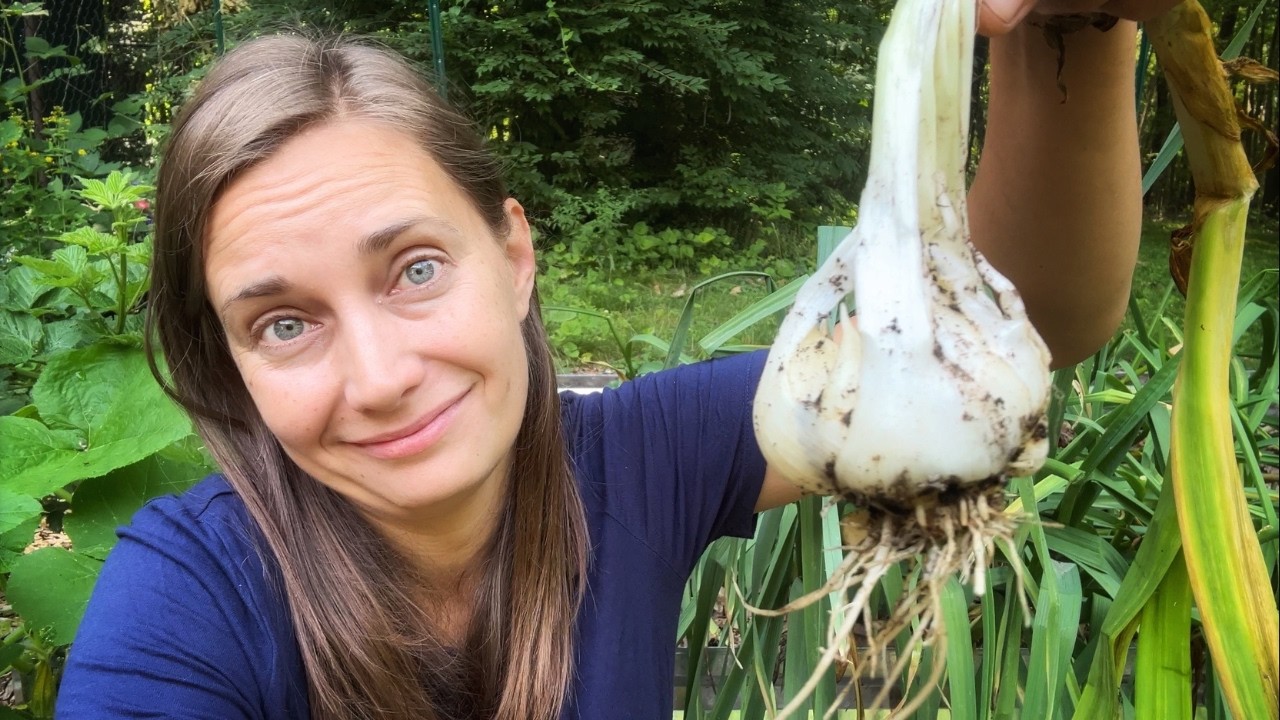 How did the Elephant Garlic Do? Harvest & Update | VLOG