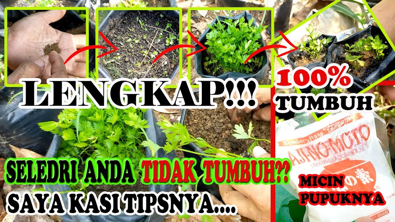Tips Semai Seledri Agar Cepat Tumbuh Hingga Pindah ke Polybeg Besar dan Pupuk Micin Ajinomoto