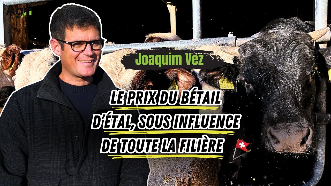 Le BÉTAIL D'ÉTAL, un MARCHÉ aux MULTIPLES enjeux
