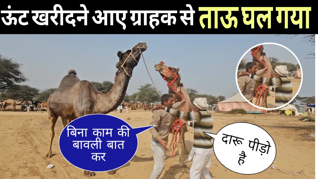ऊंट खरीदने आए ग्राहक से ताऊ लड़ने लगा मेले में ऐसा ताऊ आया पहली बार || gogamedi pashu mela 2025
