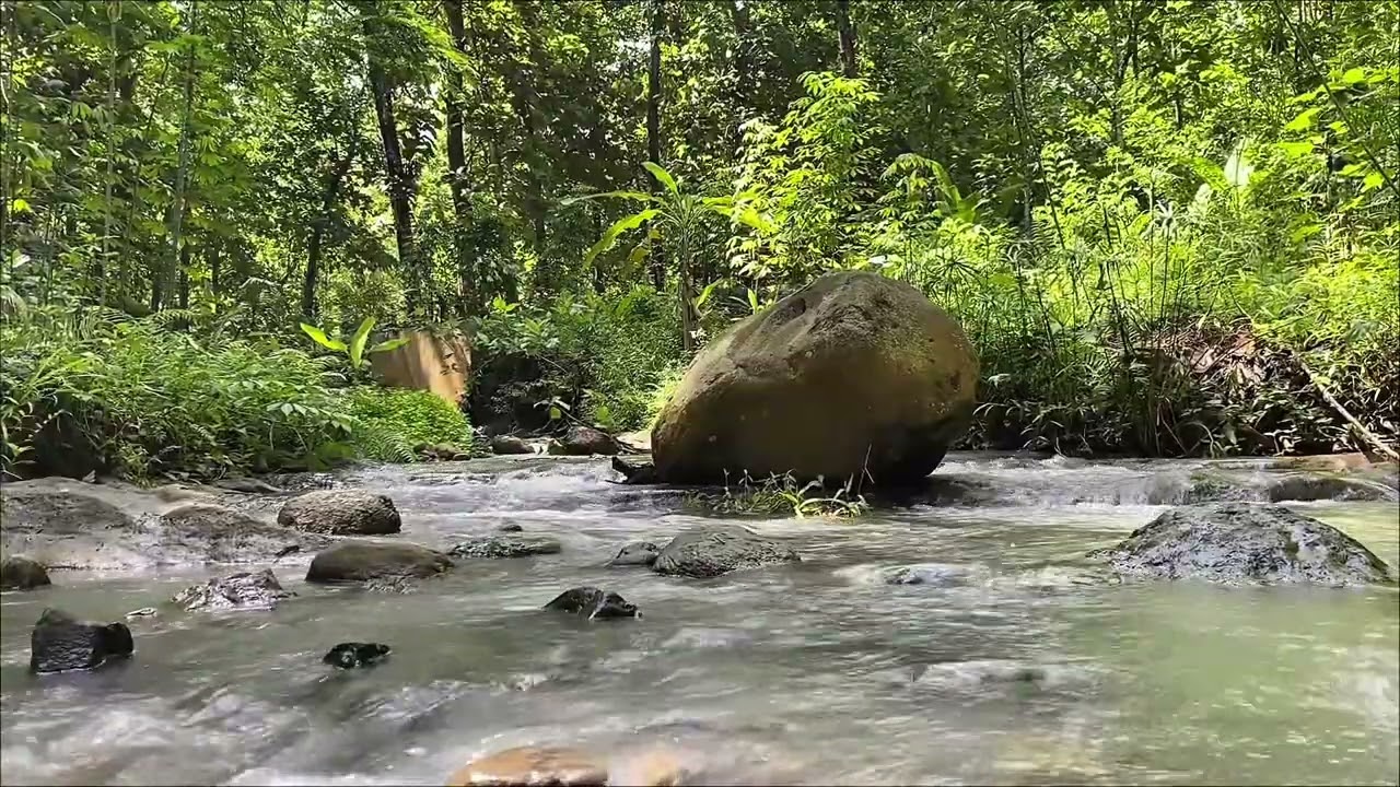 1h Trickling Water - Small Creek with Wavering Plants and Relaxing Running Water Sounds