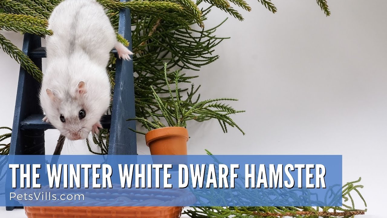 Everything About the Winter White Dwarf Hamster