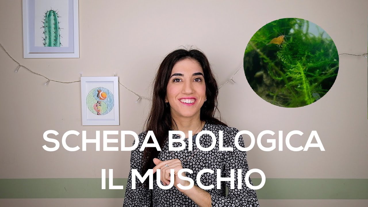 Il muschio in acquario (Java moss) - Adattamento muschio terrestre
