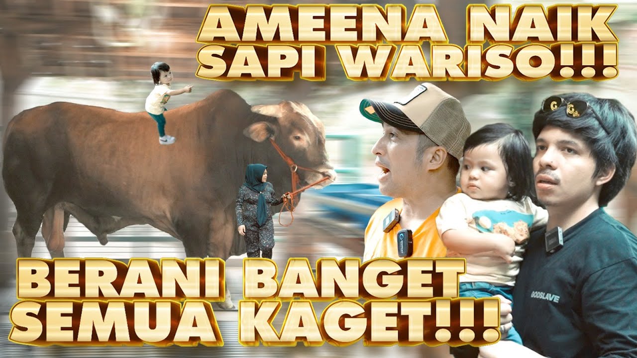AMEENA Naik SAPI WARISO TERBESAR!! Irfan Hakim Atta Aurel Semua KAGET