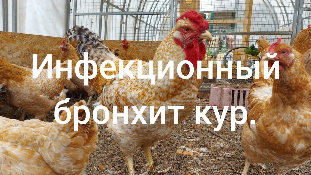 Инфекционный бронхит кур.