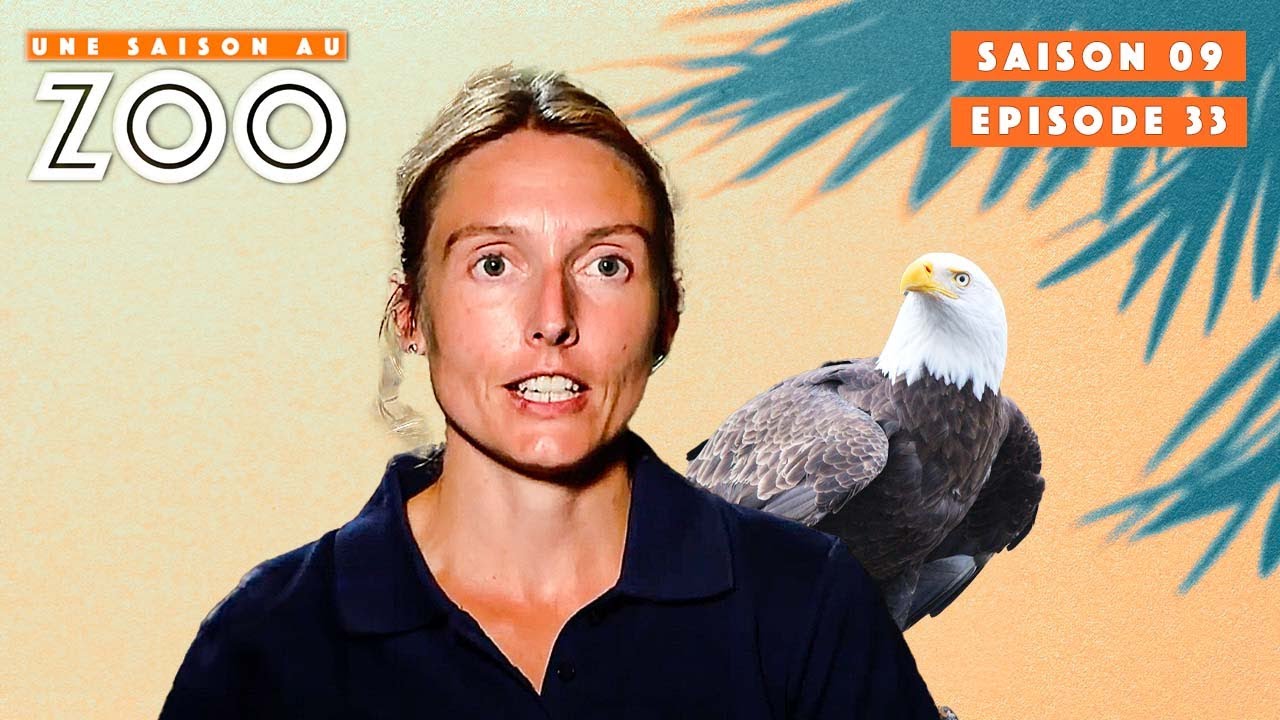 Les oiseaux n'en font qu'à leur tête au spectacle | S09EP33 | Émission Intégrale | Une Saison Au Zoo