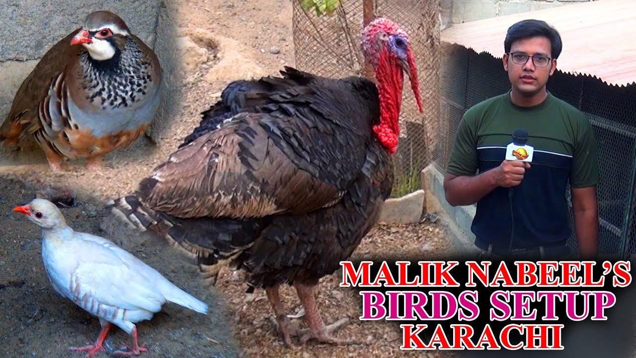 The Most Beautiful Birds at Malik Nabeel setup Video Latest Updates 2020 In Urdu Hindi