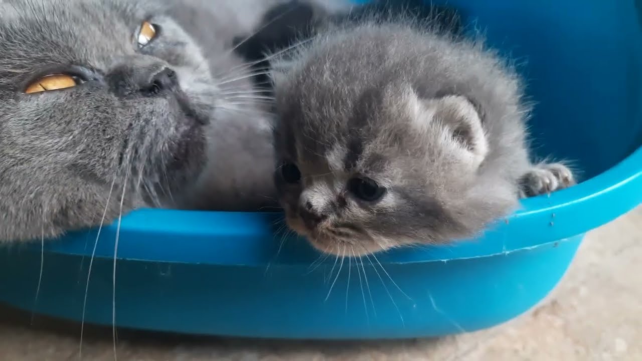 Saking Hausnya Anak abu gosong minum susu. Induknya pasrah