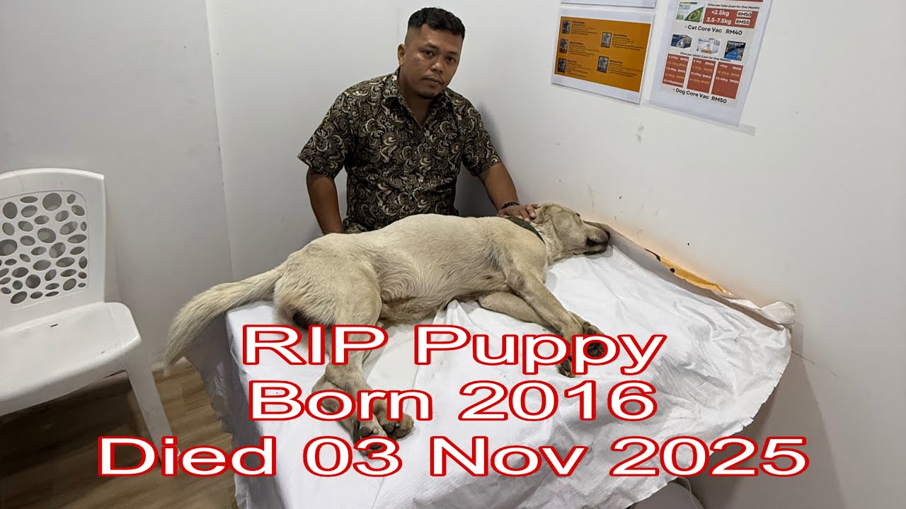 PERGINYA PUPPY UNTUK SELAMANYA | 9 TAHUN HIDUP BERSAMA KELUARGA KAMI