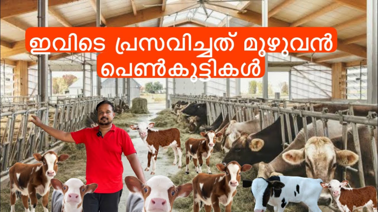 10 കുട്ടികളും പെണ്ണ് യുവ കർഷകന്റെ അനുഭവം cow farming kerala malayalam