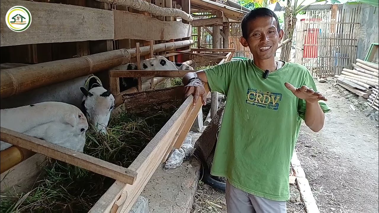 CARA SUKSES TERNAK DOGAR DENGAN FULL HIJAUAN DI PURWADADI CIAMIS