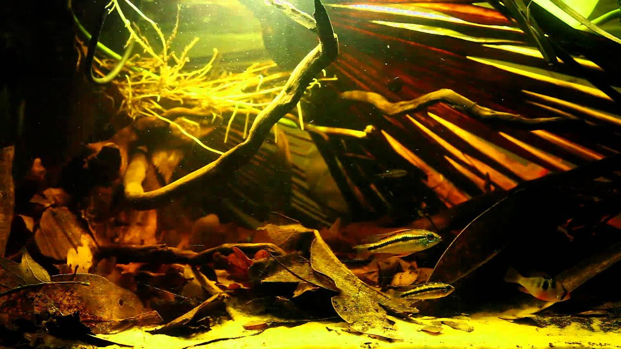 South American Blackwater Aquarium by Tai Strietman