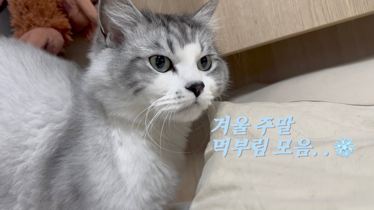 VLOG | 먹을것이 넘쳐나는 겨울 먹거리❄️ | 방어 · 만두 · 불짬뽕