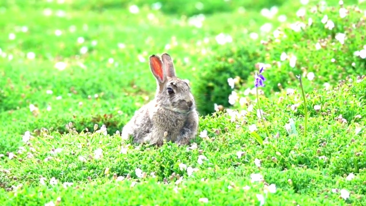 Copyright free Easter background video happy Easter background video background video for Easter.