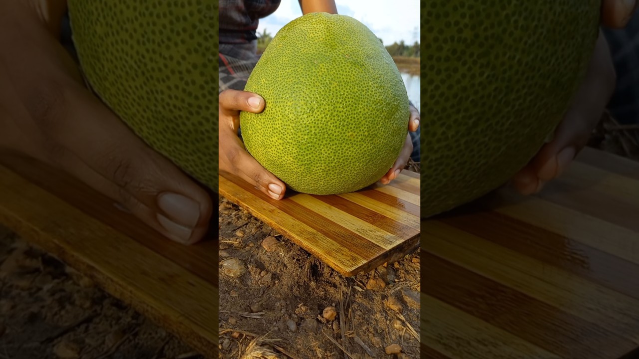 giant orange | special pomelo pickles 😋 ජම්බෝල #chakotra #giant  #pomelo