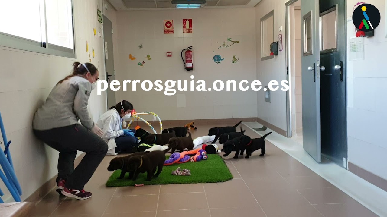 | ONCE  &iexcl;Hazte amigo del perro gu&iacute;a!