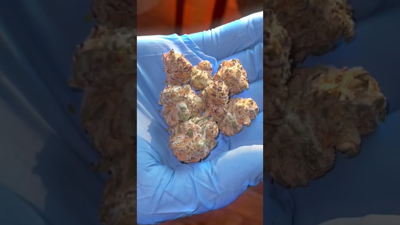 Strain Review: Purple Punch by &Shine