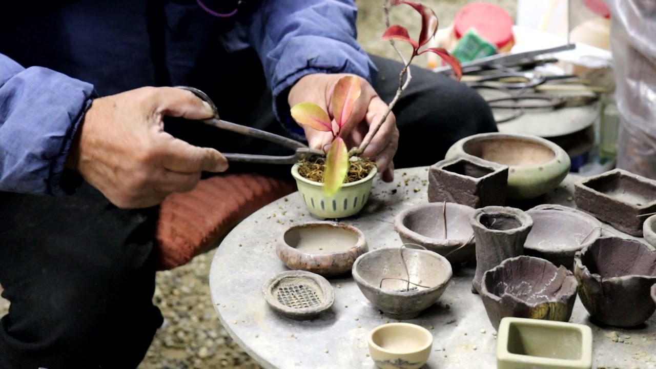 Bonsai master made the tiny bonsai tree. BINAN KADSURA. KADSURA JAPONICA.
