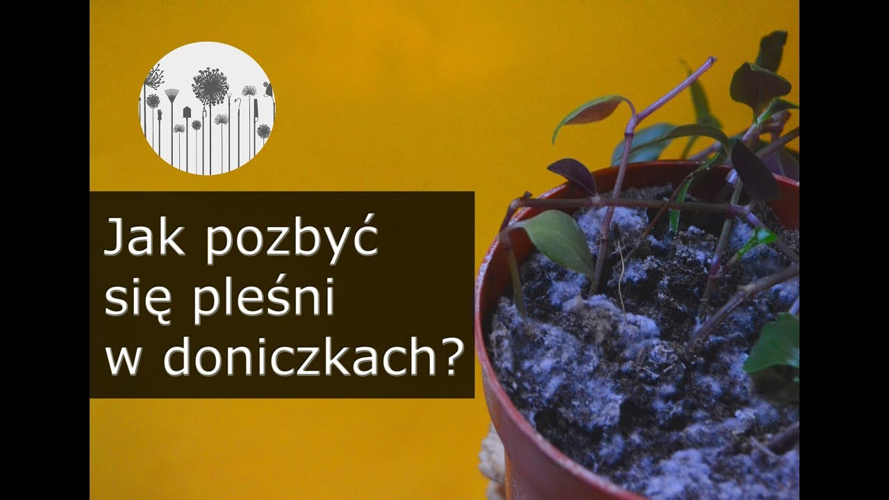 Pleśń w ziemi u roślin domowych. 6 sposob&oacute;w jak pozbyć się pleśni z ziemi