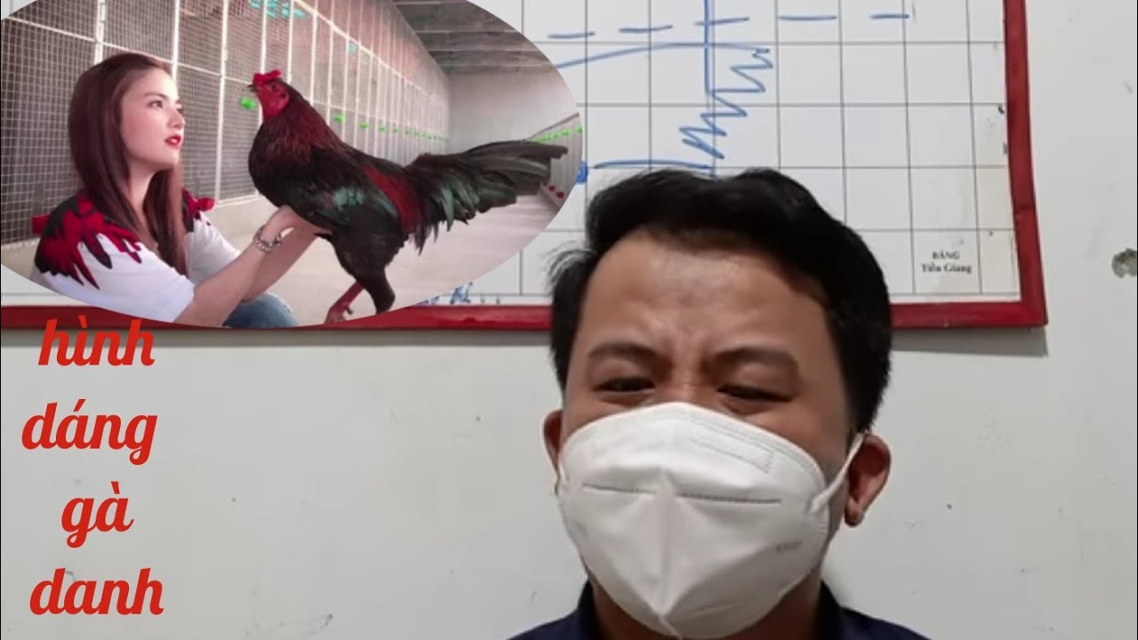 đặc điểm nhận biết hình dáng gà hay gà tốt (kiến thức đặc biệt) phần 03