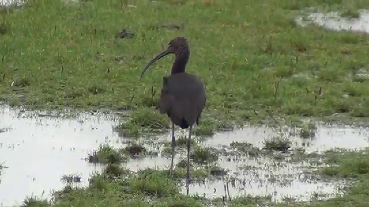 Zwarte Ibis, Alkmaar