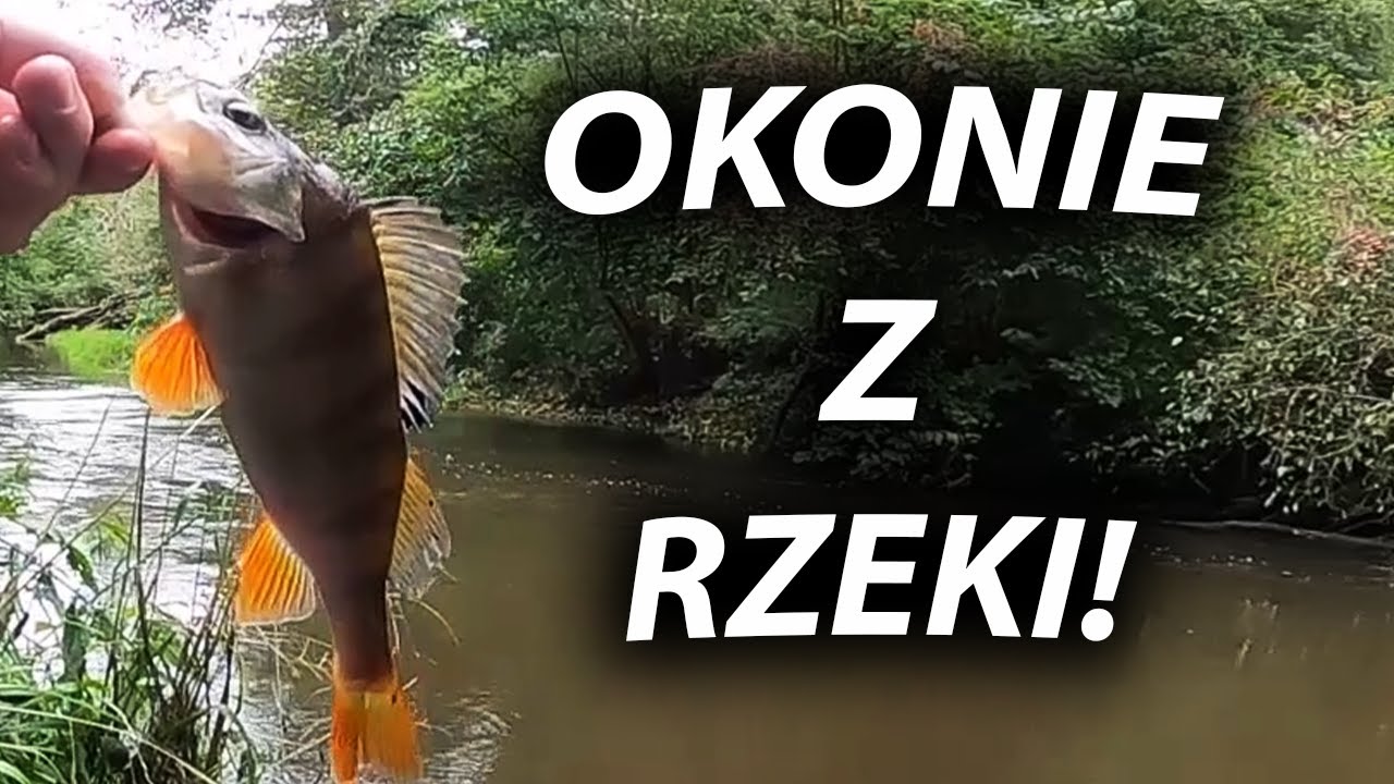 OKONIE Z RZEKI! SPINNING NA RZECE!