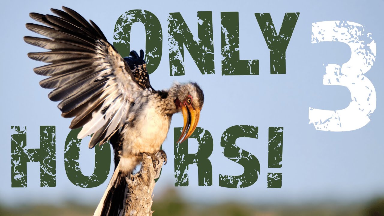 3 Hornbills In 3 Hours! Can I do it?