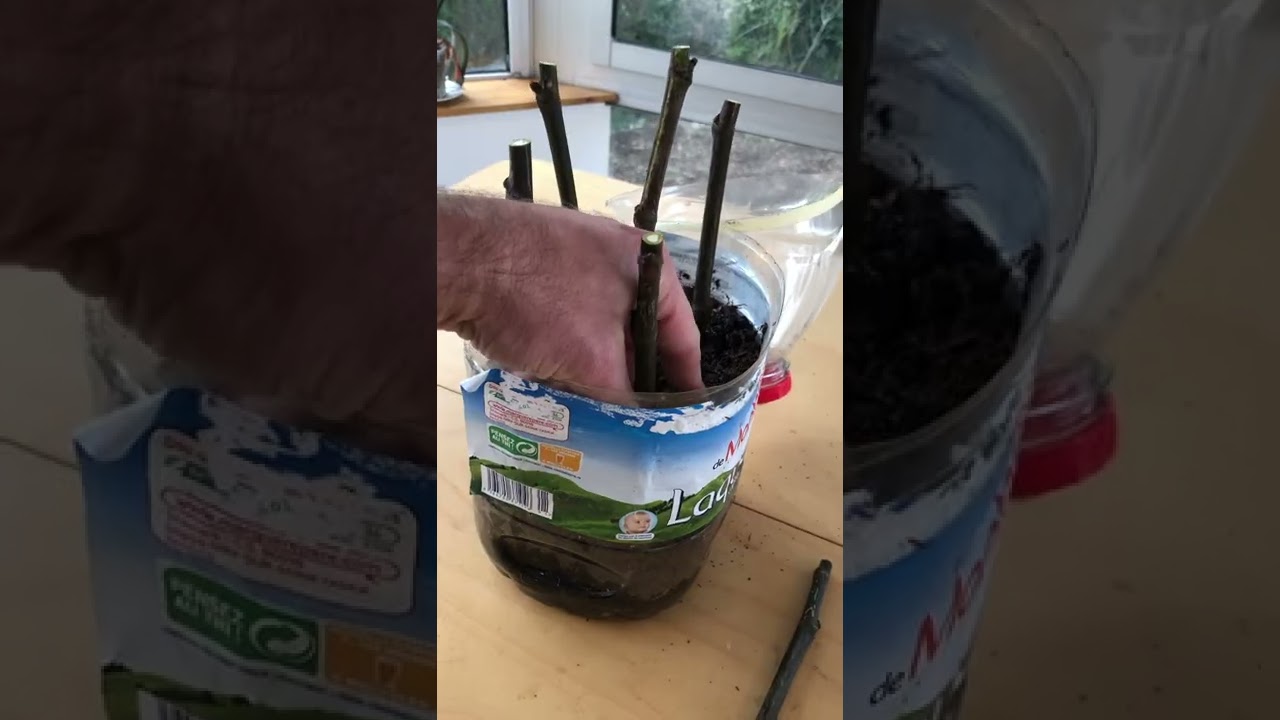 #15 bouture de figuier : 2 techniques faciles à mettre en place