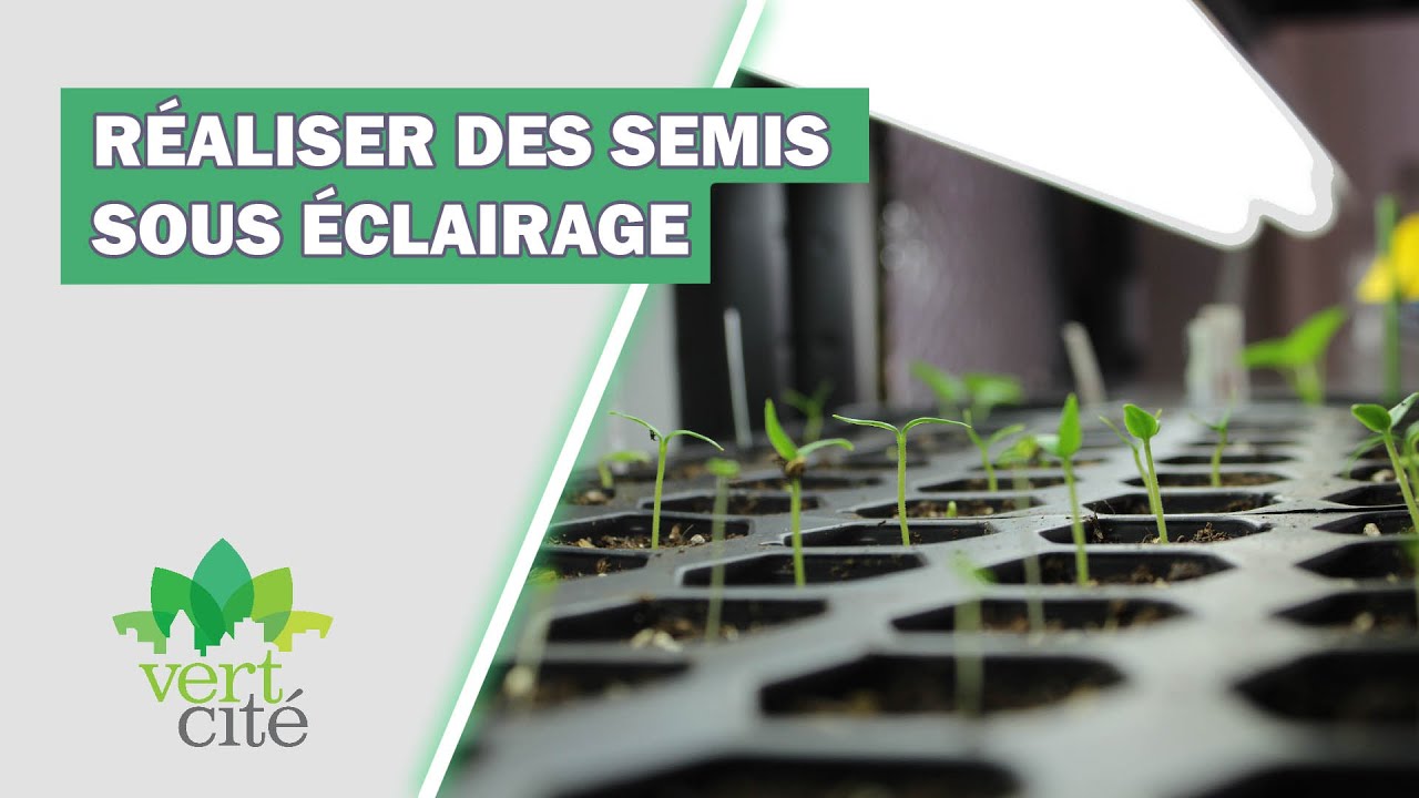 Quel éclairage pour faire ses semis - VertCité