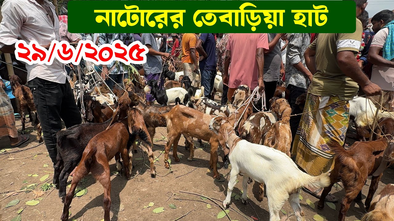 নাটোর তেবাড়িয়া হাট থেকে ছাগলের দাম জানুন