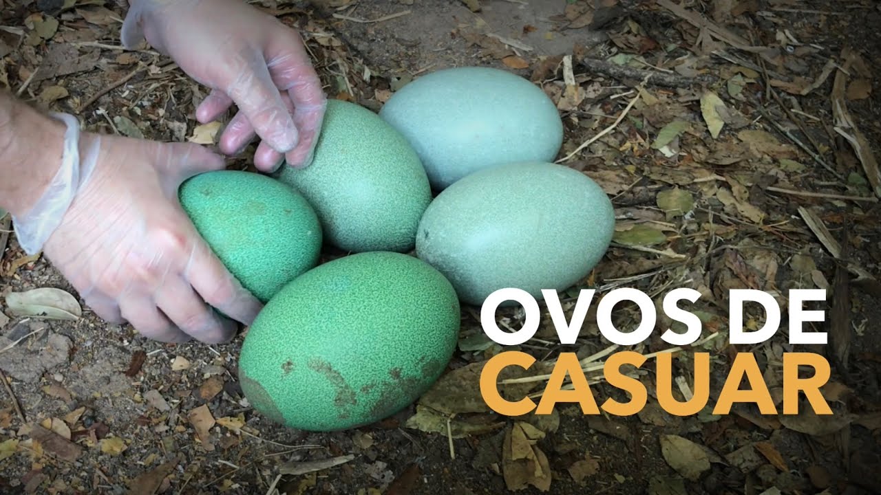 CASUAR 3 | Entramos no viveiro da ave mais perigosa do mundo | #BIRDTV