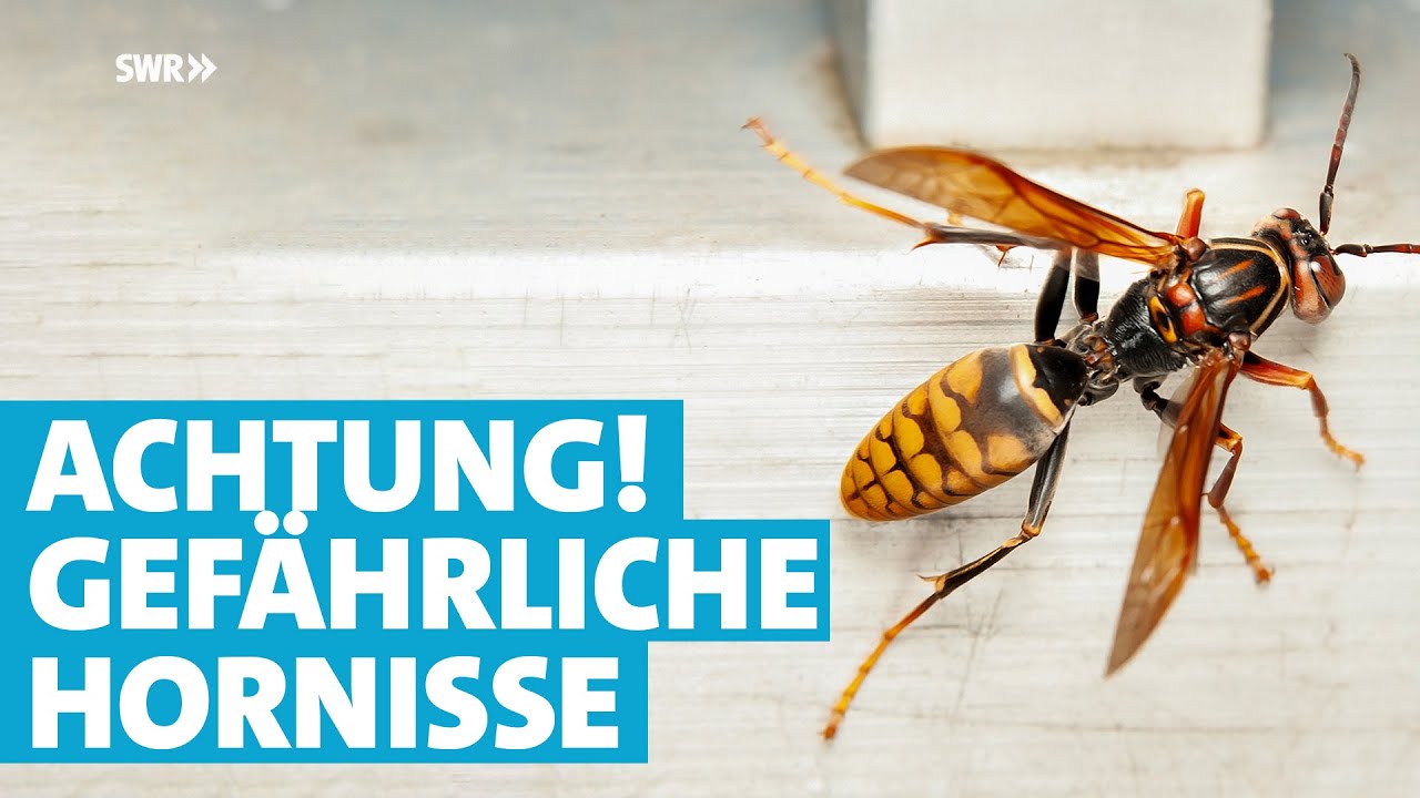 Gefährlich! Experte entfernt Nest der asiatischen Hornisse