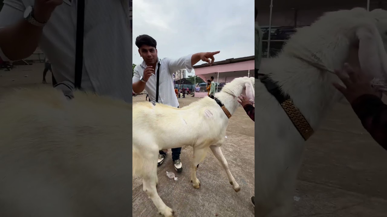 Deonar bakra Mandi 2025 #shortsvideo #goat #deonarmandi #deonarbakramandi #andulbakra #bakramandi