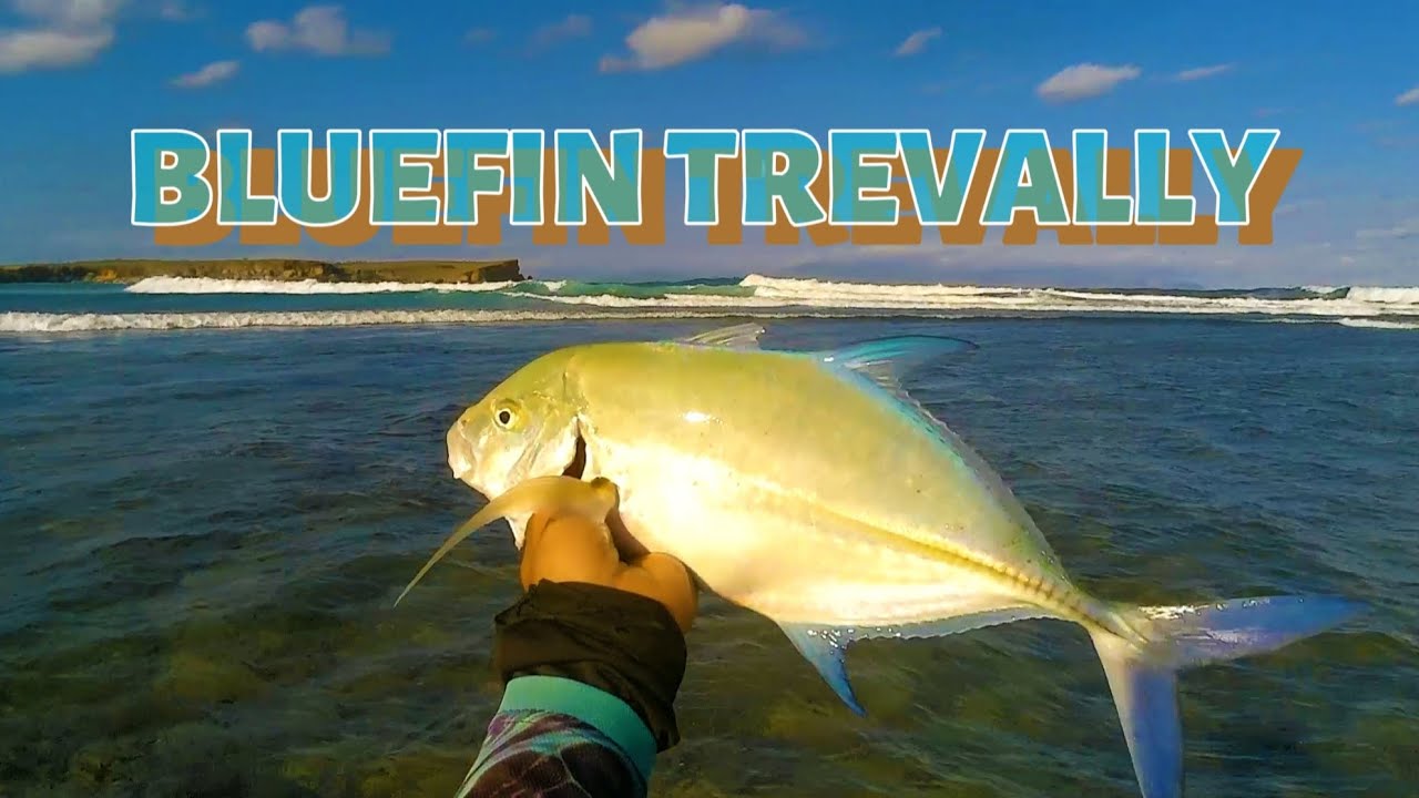 Ngeri-ngeri sedap' anginnya‼️Target Bluefin Trevally #lombokfishing #grusmancing