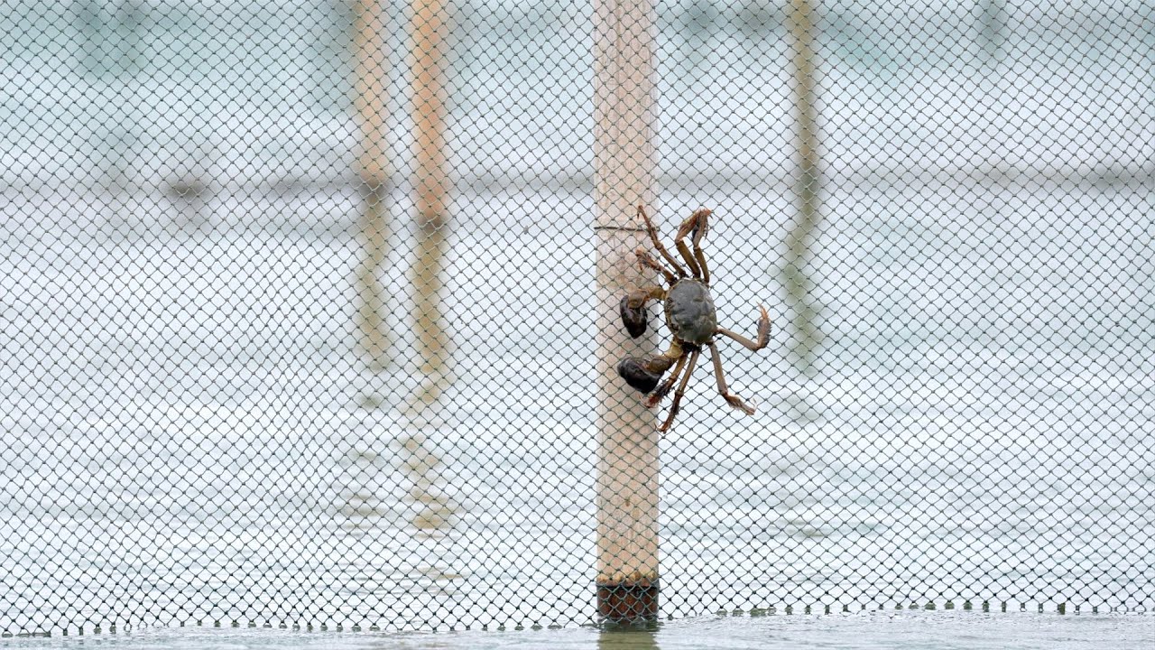 This is how to pick a good hairy crab