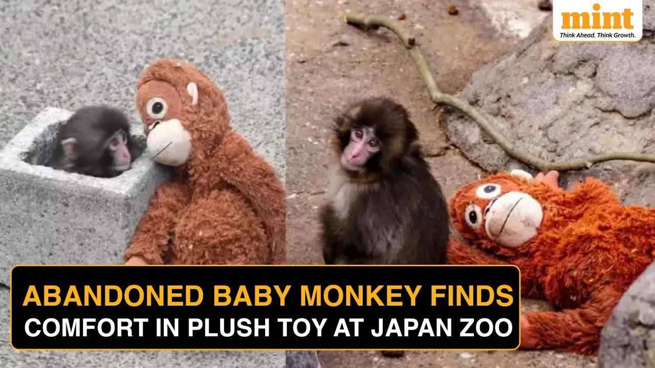Abandoned by Mom, Saved By A Toy: Sad Tale Of Viral Baby Monkey Punch