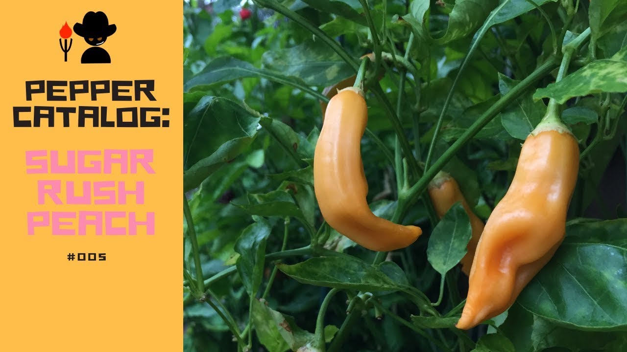 Farmer George's Pepper Catalog: Sugar Rush Peach #005