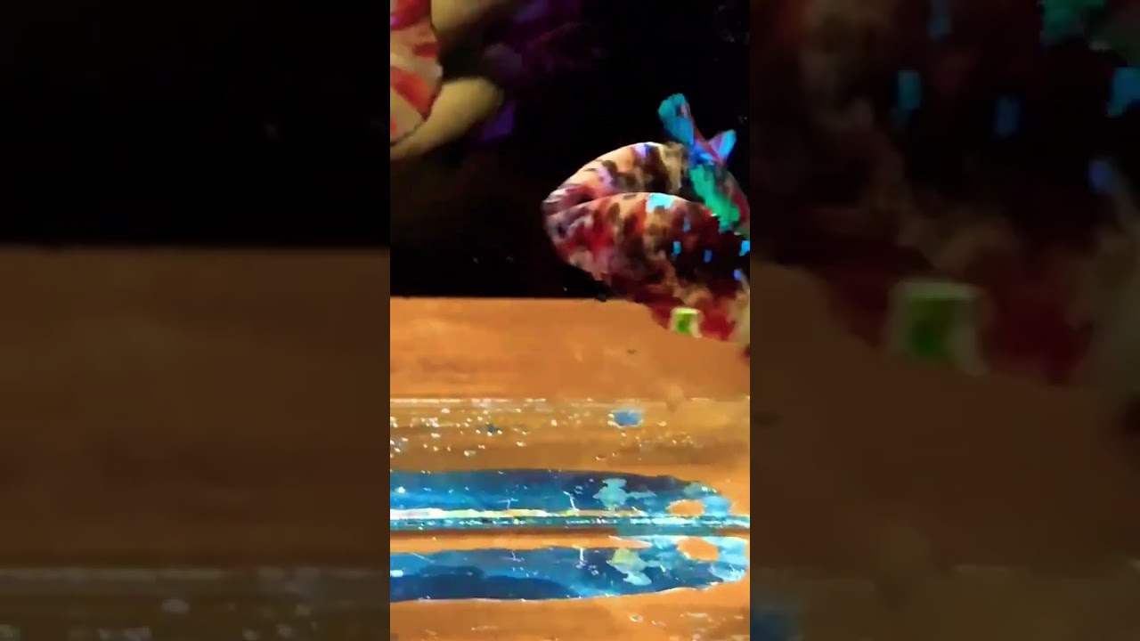 #betta #fish#multicolor