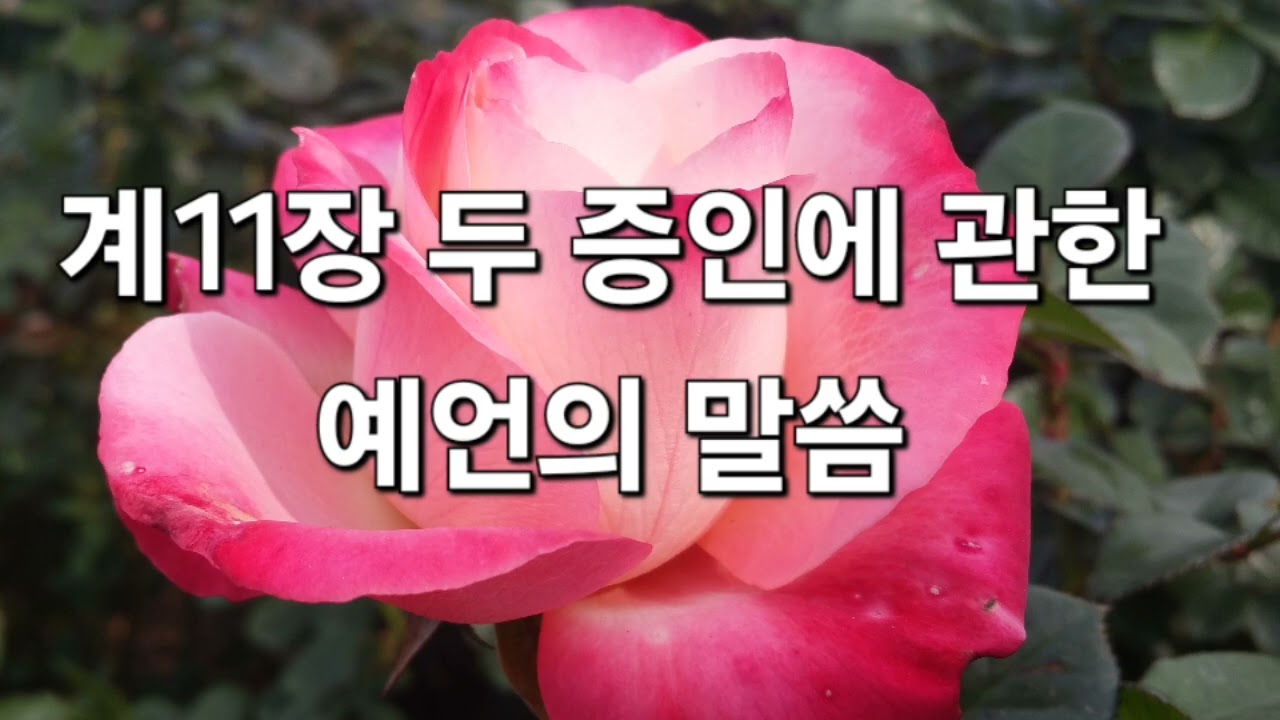 계 11장 두 증인의 출현을 예언하는 성경말씀입니다.
