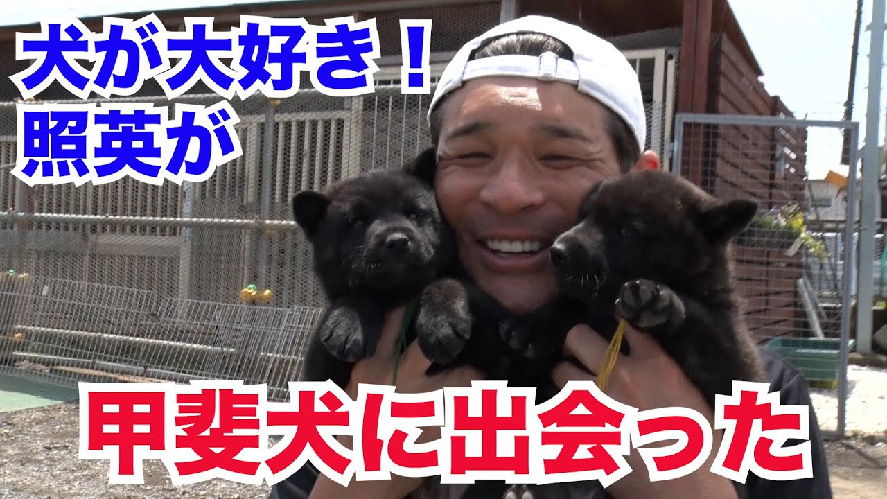 ワンちゃん大好きの照英が天然記念物の甲斐犬に出会った！生まれたてとモフモフ赤ちゃんは超カワイイですよ