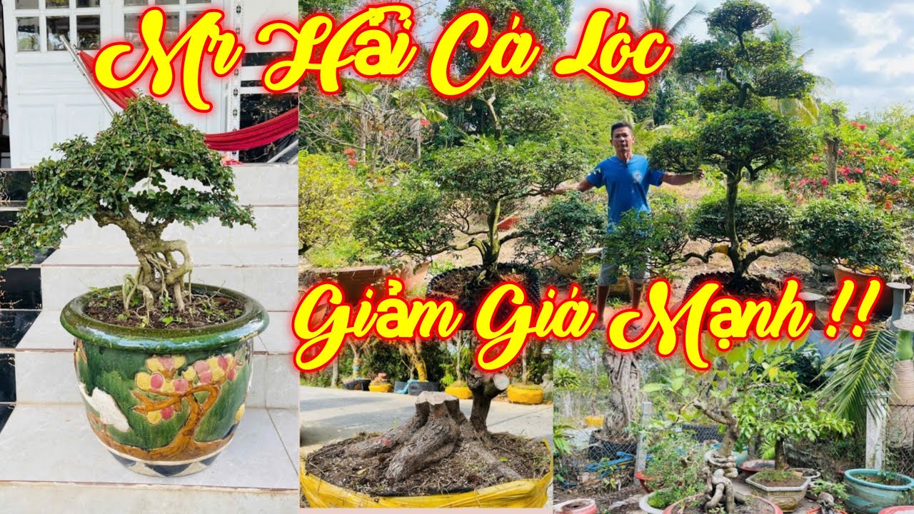 MR HẢI | #0939573957 | GIÁ GIẢM MẠNH NHIỀU CÂY BS & CÂY ĂN TRÁI KIM QUÝT, LỘC, SAM, MCT, TÙNG, ME...